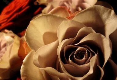 双鱼和狮子？这组合比狗血剧还狗血！