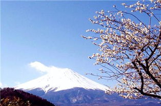 富士山观景：冻成狗还是热成虾？