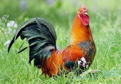 十二生肖中属鸡的人命运如何，他们的性格和命运好吗？