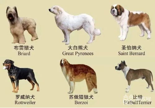 风水养狗禁忌吉凶,养狗风水讲究大全及禁忌