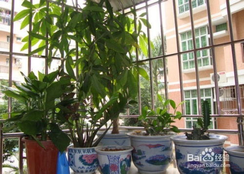 厂区种什么花风水好,厂区种什么花风水好