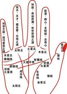 社交达人型
