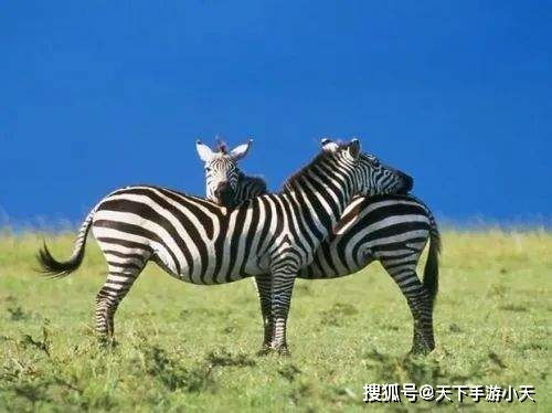 窃盗能否成为十二生肖中某个动物的名字呢？