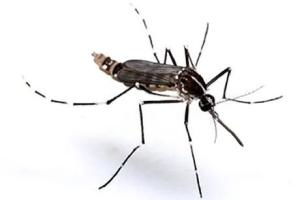 蚊子的异动 – 一种不祥的预感