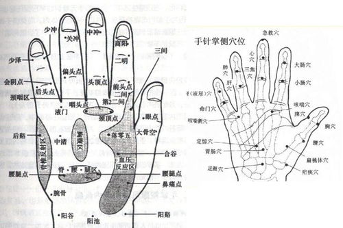 五行八卦在手上的具体位置分别是什么？