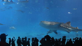 探索水族馆的岛：哪个是最值得一游的？一场关于海洋幻想的真实相揭露