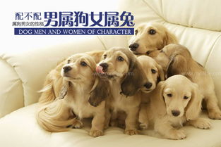 属狗女和属兔男性格是否相配，婚姻生活是否和谐？