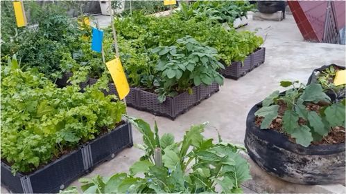 梦见蔬菜种菜：预示着什么？