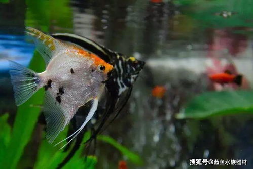 三、换水频率要高：新鲜的水是生命之源