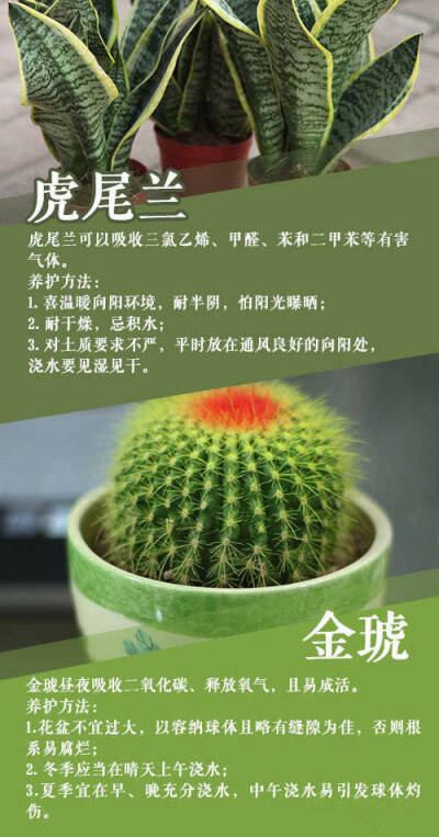 送礼就送这些植物，保证让老人笑开花