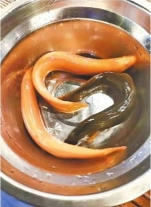 黄金泥鳅的风水寓意作用,黄金泥鳅的风水寓意作用