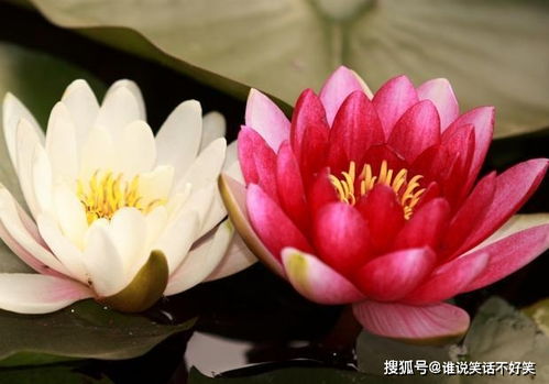 桃花运的真相