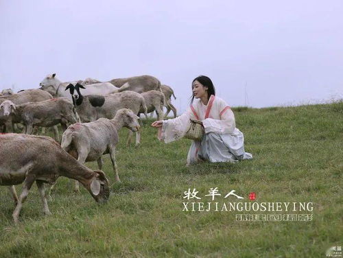 2026年属羊人全年运势大揭秘具体运势如何？