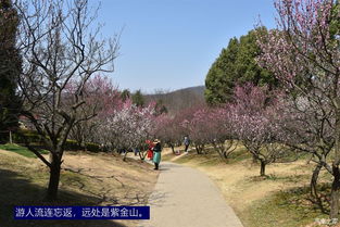 梅花山：南京最会骗眼泪的地方