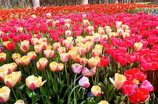 园内体验：人山人海花在哪？