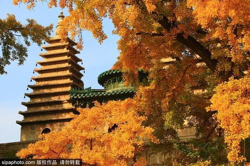 姜堰佛塔,姜堰千佛寺银杏树