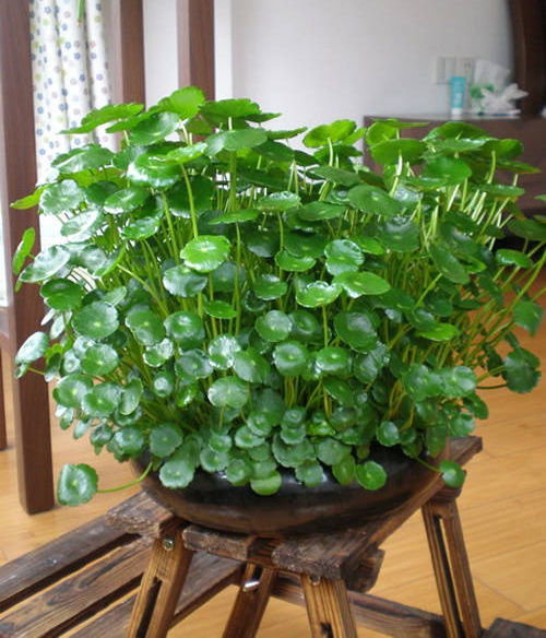 生肖本命带绿花指的是哪个生肖？