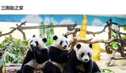 哪里可以观赏到熊猫？