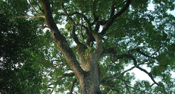 潍坊的树,潍坊Zui古老的树