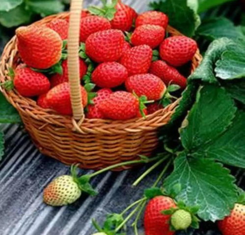 特产风云：草莓与竹丝茄的故事
