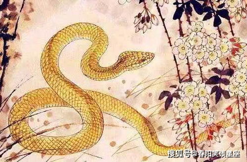 属马与属蛇的婚姻是否相配，能否携手白头到老呢？