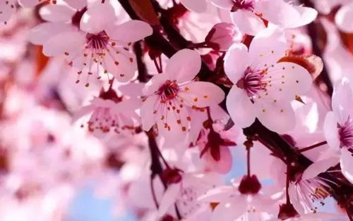 武汉樱花节抢票大战：2026年最新版
