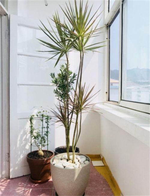 ：家中绿植的那些“隐形杀手”，你中招了吗？