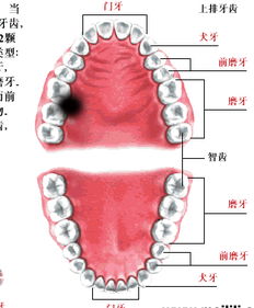 智齒：隐藏的天赋