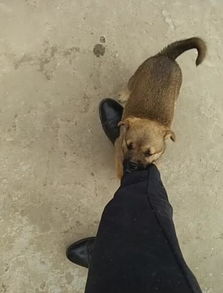 一、 犬之声与十二生肖的暗影