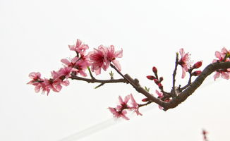女性八字看桃花，年会会遇到怎样的桃花运势？