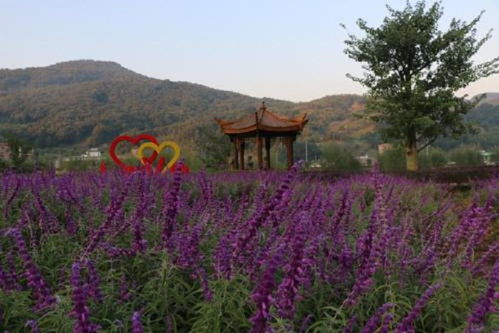 六、蒙自市户外景点——花海与迷路两不误！