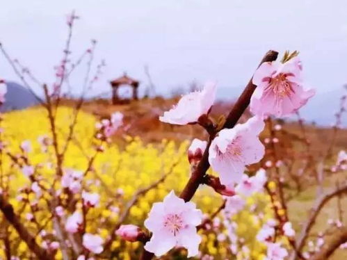 二、花海映山红，那是一场红色的梦魇还是救赎？