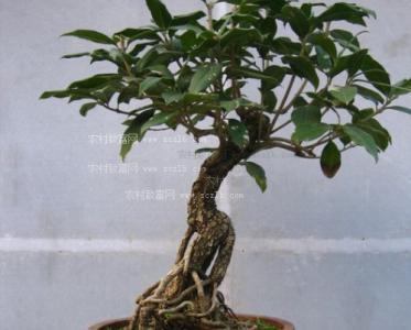 桂花树到底有多邪门？看完头皮发麻！