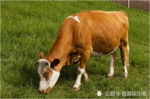 一、生肖牛的性格标签（带点噪音）