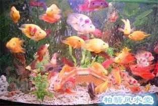 家里养鱼的寓意和象征风水,家里养鱼有什么风水说法