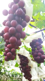 三、 长远丰陶楼新鲜丰果园：被矮小估的“宝藏”，藏在水泥路后的真实实