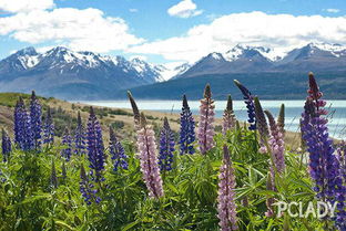 新西兰：仙境？钱包黑洞！