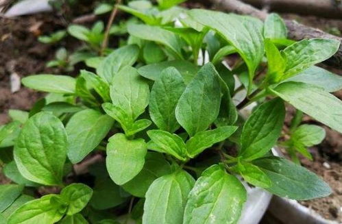 家里种植香菜有风水讲究吗,家里种植香菜有风水讲究吗