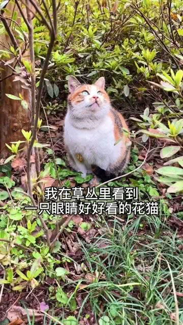 猫肚皮的秘密：不仅仅是信任
