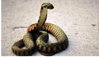 夜深人静时的诡异风声与那该死的成语