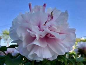 牡丹品种多到爆炸！眼睛要看瞎了！