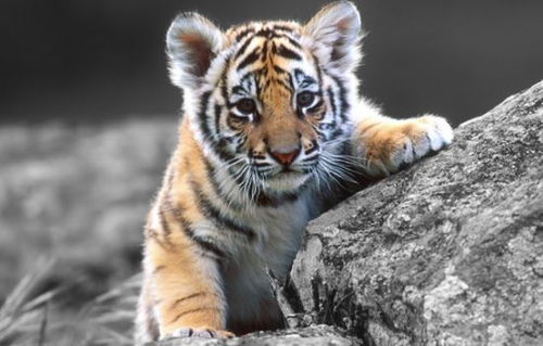 2026年属虎人的事业压力和财运走势具体表现如何？