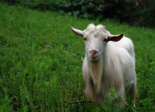 属羊的人：温顺的绵羊变成了待宰羔羊