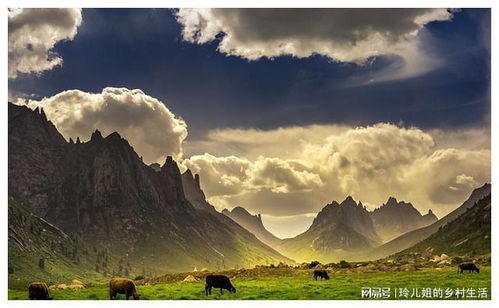 迷失在茶园里的时光