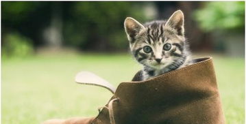 为什么十二生肖里没有猫，十二生肖传说完整版究竟有何含义？