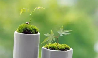 绿色的生机：植物的力量