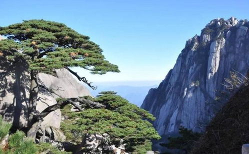 啊啊啊暑假要来了！黄山？必须去！不去后悔八辈子！
