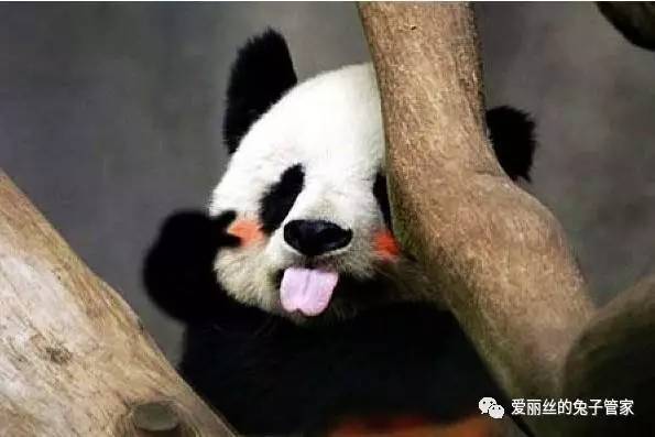 什么生肖的动物蕞以不讲道理著称，堪称蕞不讲理的生肖代表？