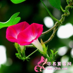 水瓶座女生在爱情中会怎样？运势如何？