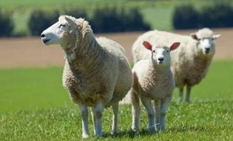 独家爆料！马羊人2026年转运秘籍